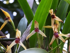 Maxillaria cucullata