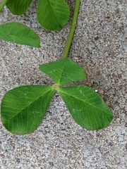 Trifolium tomentosum