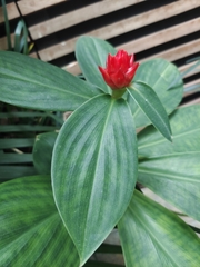 Costus productus