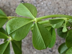Trifolium tomentosum