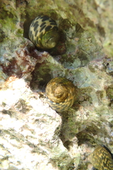 Phorcus turbinatus