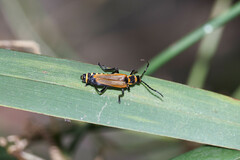 Chauliognathus flavipennis