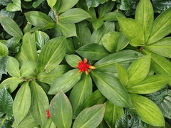 Costus productus