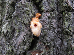Dendroctonus adjunctus