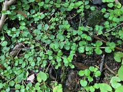 Chrysosplenium americanum