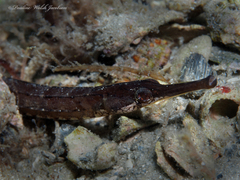 Syngnathus louisianae