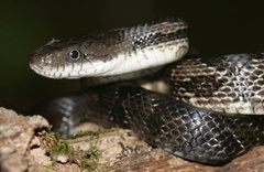 Pantherophis spiloides