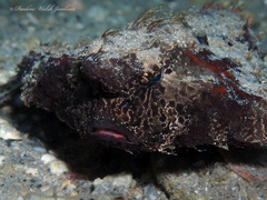 Ogcocephalus cubifrons