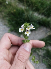 Euphrasia officinalis