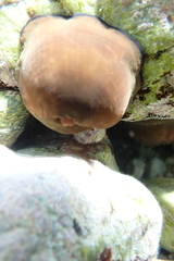 Actinia mediterranea