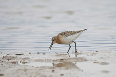 Calidris ferruginea