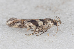 Aristotelia roseosuffusella