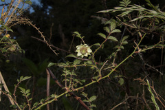 Rubus croceacanthus