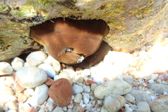 Actinia mediterranea