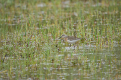Calidris ferruginea
