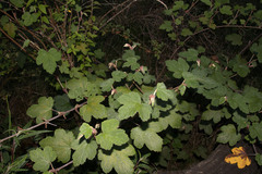 Rubus formosensis