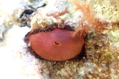 Actinia mediterranea