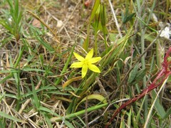 Hypoxis