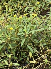 Ludwigia hexapetala