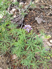 Lupinus argenteus palmeri