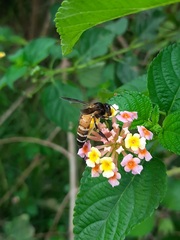 Apis dorsata
