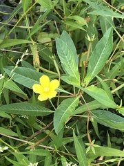 Ludwigia hexapetala