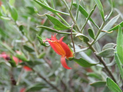 Eremophila glabra