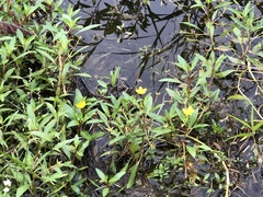 Ludwigia hexapetala