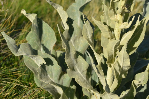 Mullein (Verbascum longifolium)
