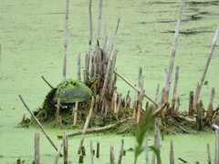 Emydoidea blandingii