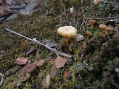 Lichenomphalia