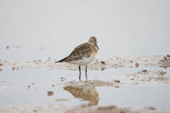Calidris ferruginea