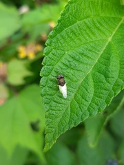 Oplodontha rubrithorax