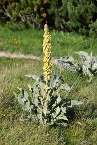 Verbascum longifolium