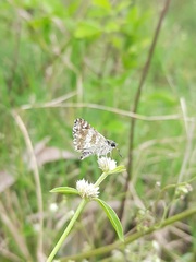 Spialia galba