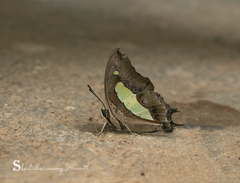 Polyura bharata