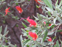 Eremophila glabra