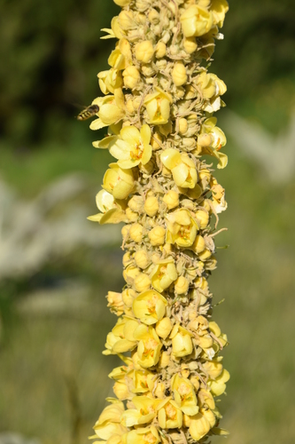 Verbascum longifolium, photograph 2