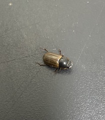Melinopterus