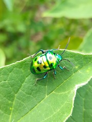 Chrysocoris purpureus
