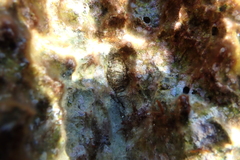 Polyplacophora
