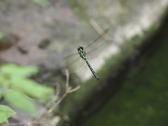 Polycanthagyna erythromelas