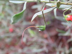 Eremophila glabra