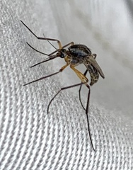 Psorophora cyanescens