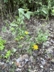 Grindelia adenodonta