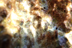 Polyplacophora