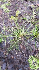 Eleocharis acicularis