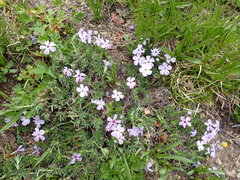 Phlox diffusa