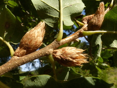 Andricus foecundatrix