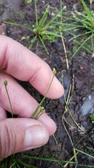 Eleocharis acicularis